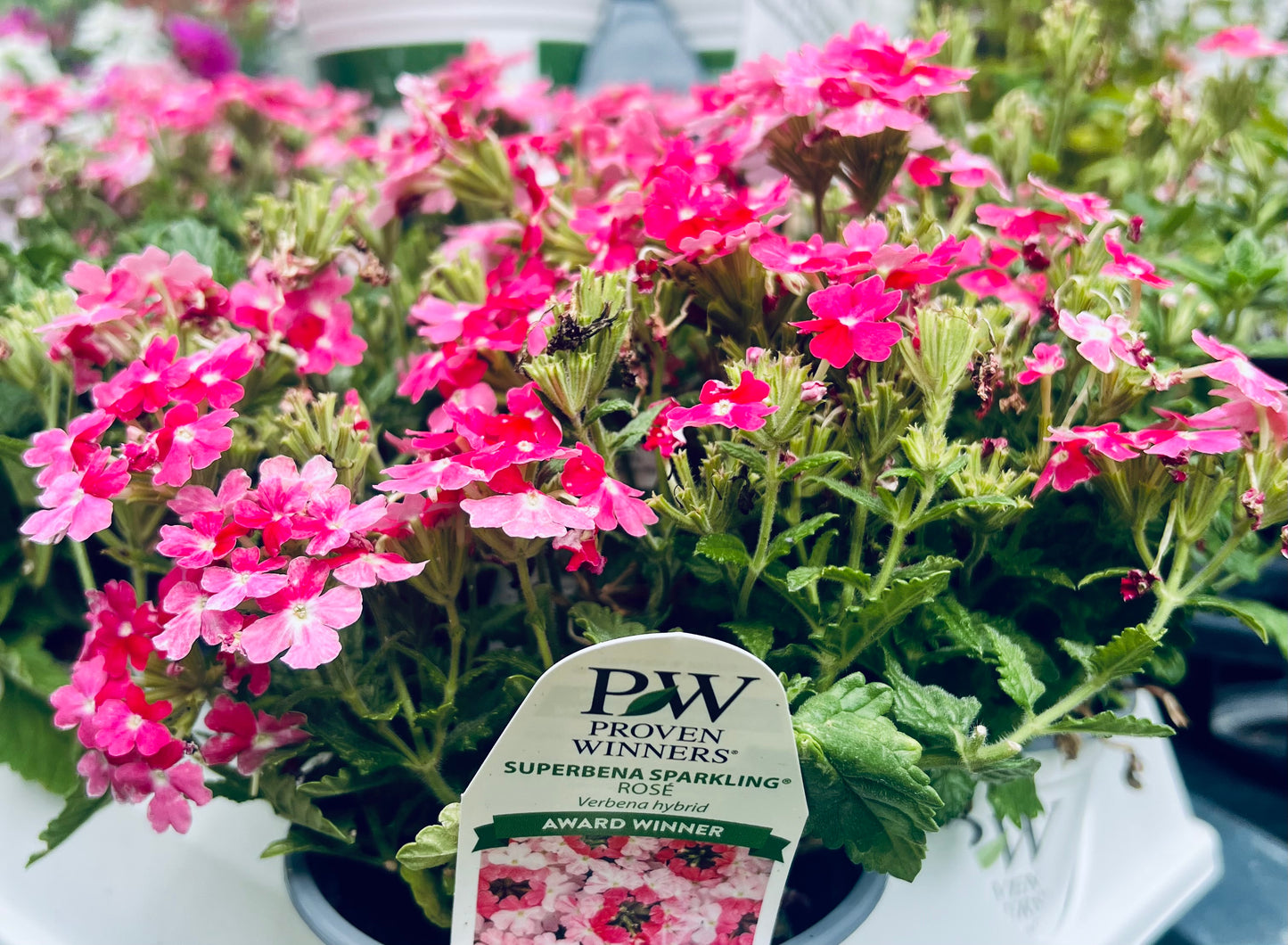 Superbena® Sparkling Rose