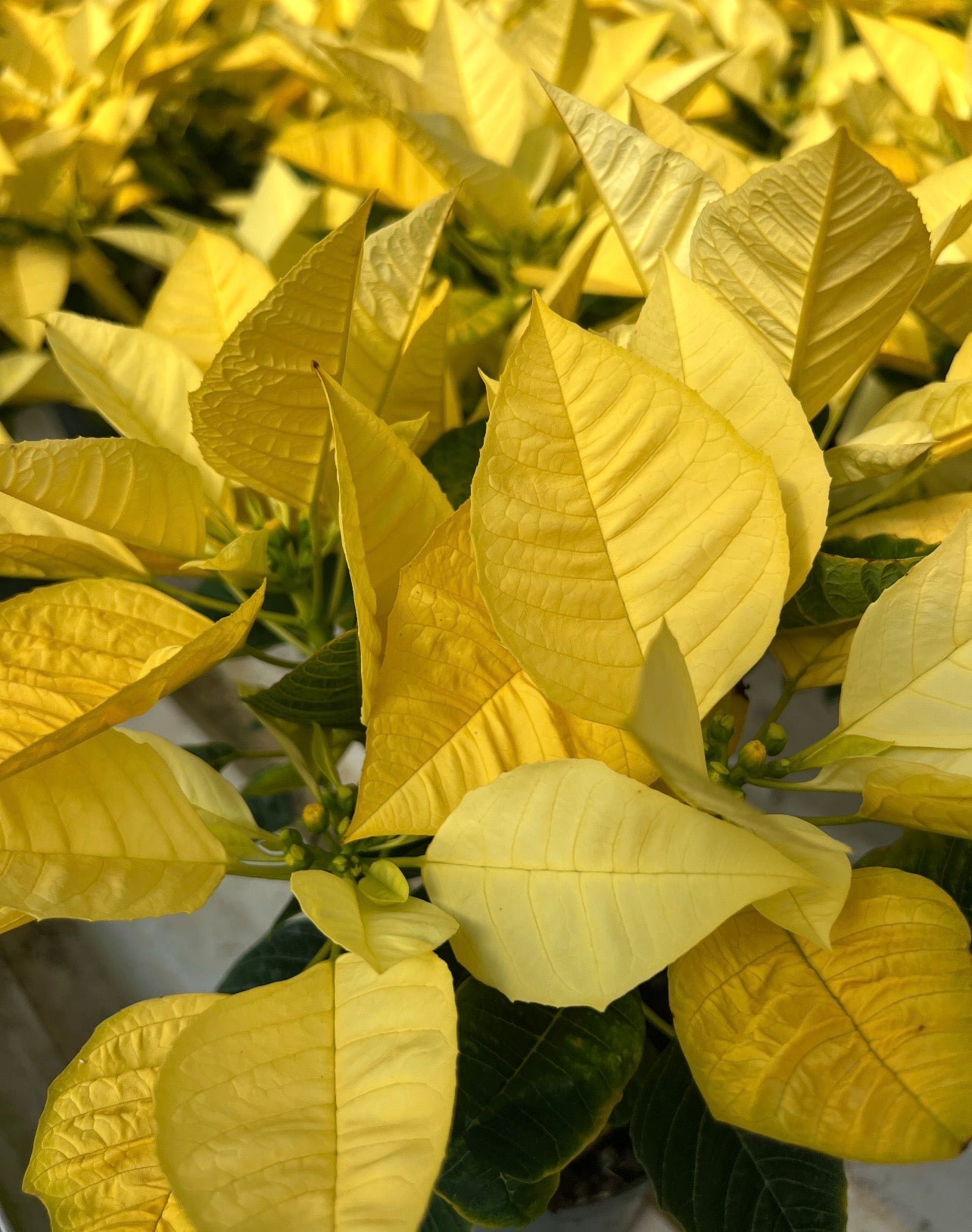 Poinsettia, Various Colors