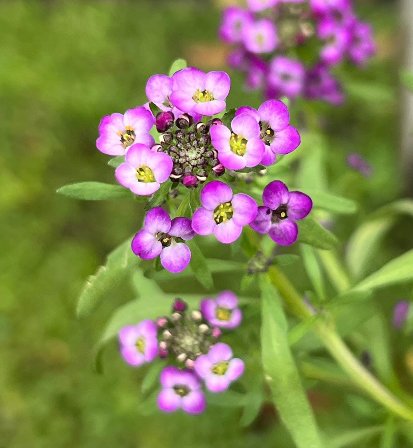 Lobularia Easy Breezy Purple