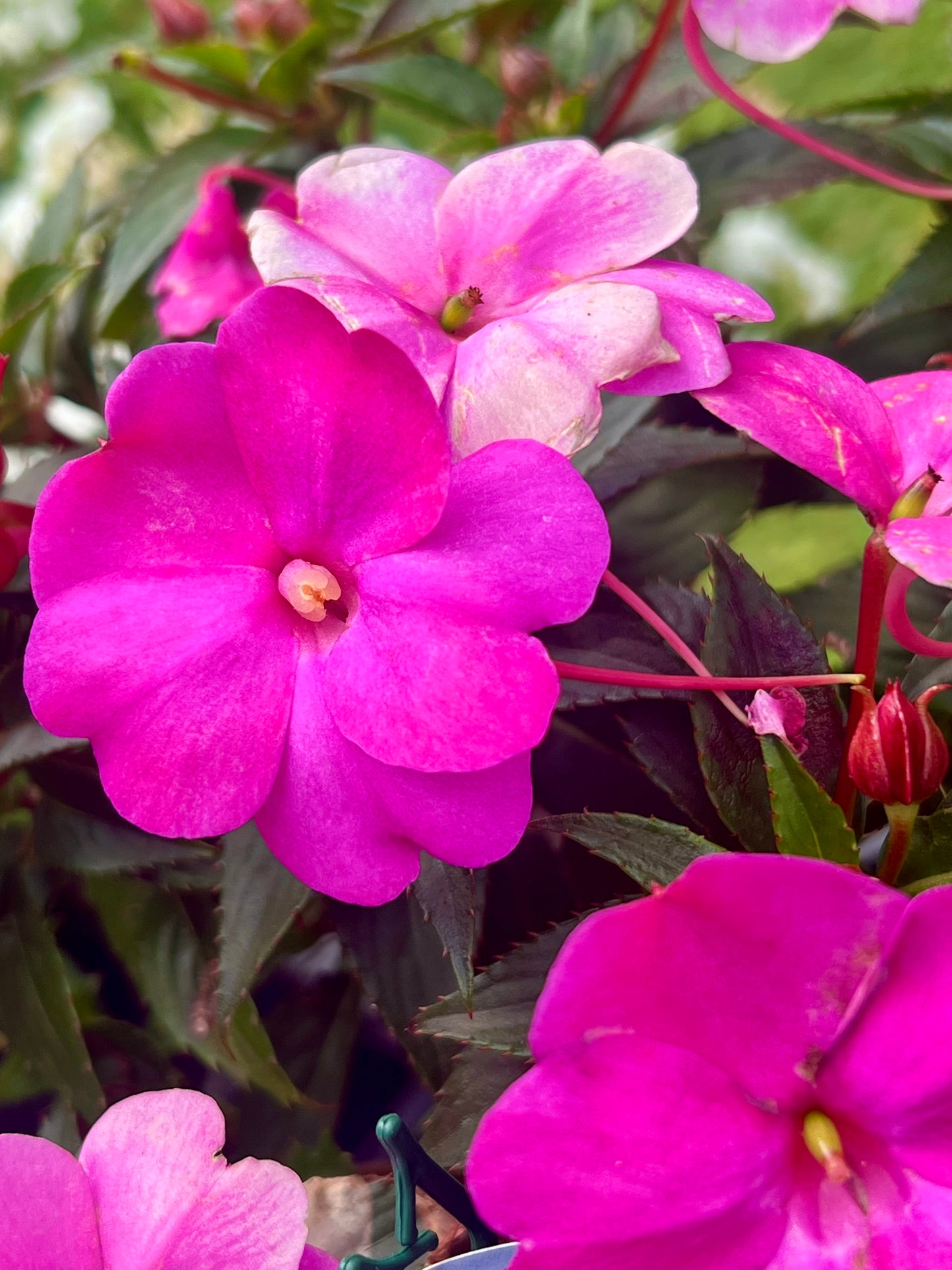 Sunpatiens "Compact Rose Glow"
