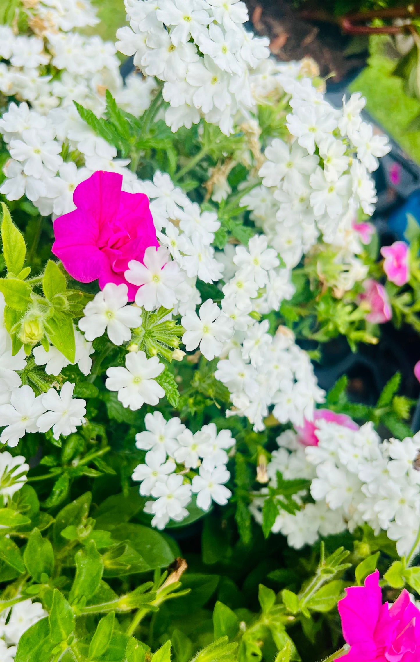 Mixmasters 'Piece of Cake' Combination Plant