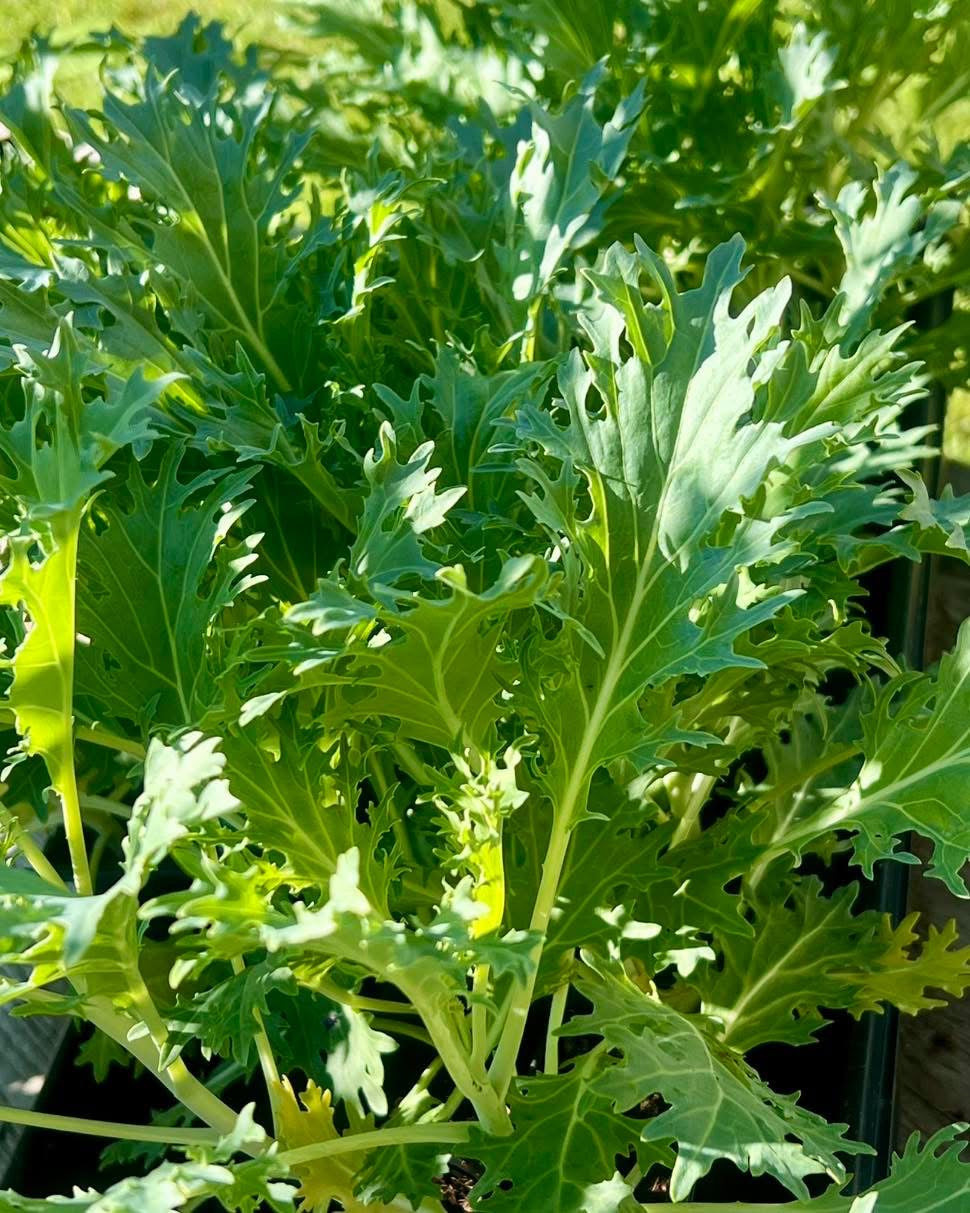 Kale White Peacock Ornamental