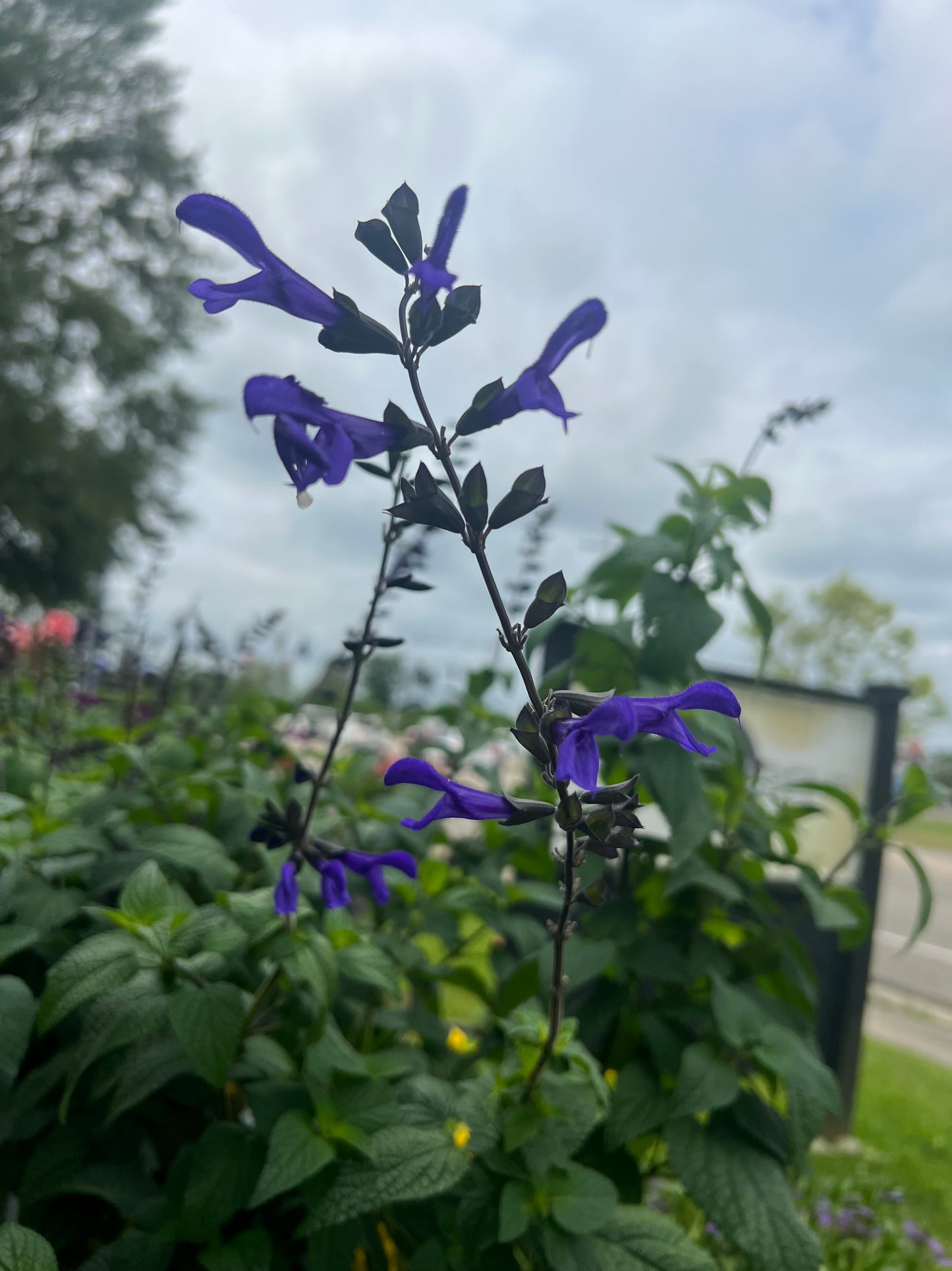 Salvia 'Rhythm & Blues'