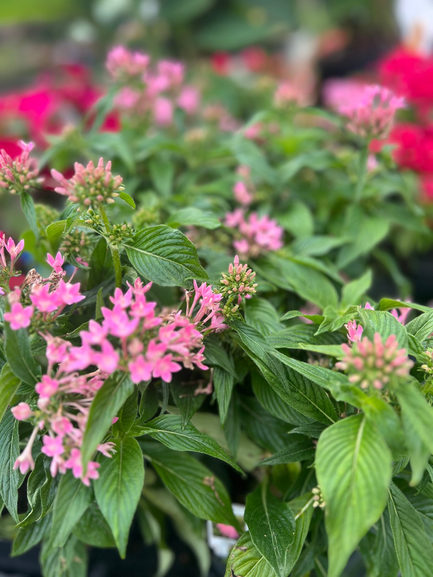 Pentas 'Lucky Star Pink'