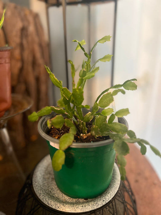 Christmas Cactus