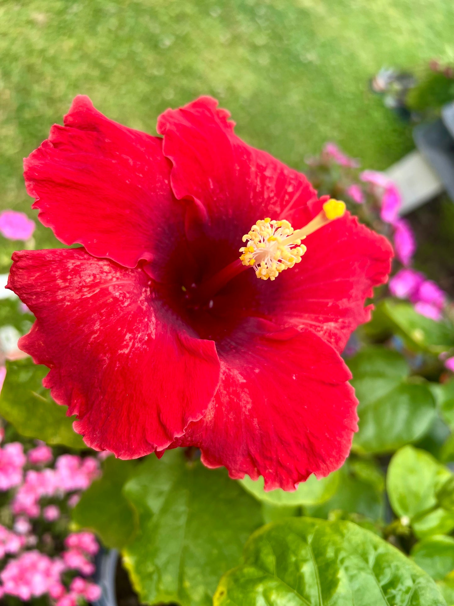 Hibiscus Red Planet - Cajun Hibiscus