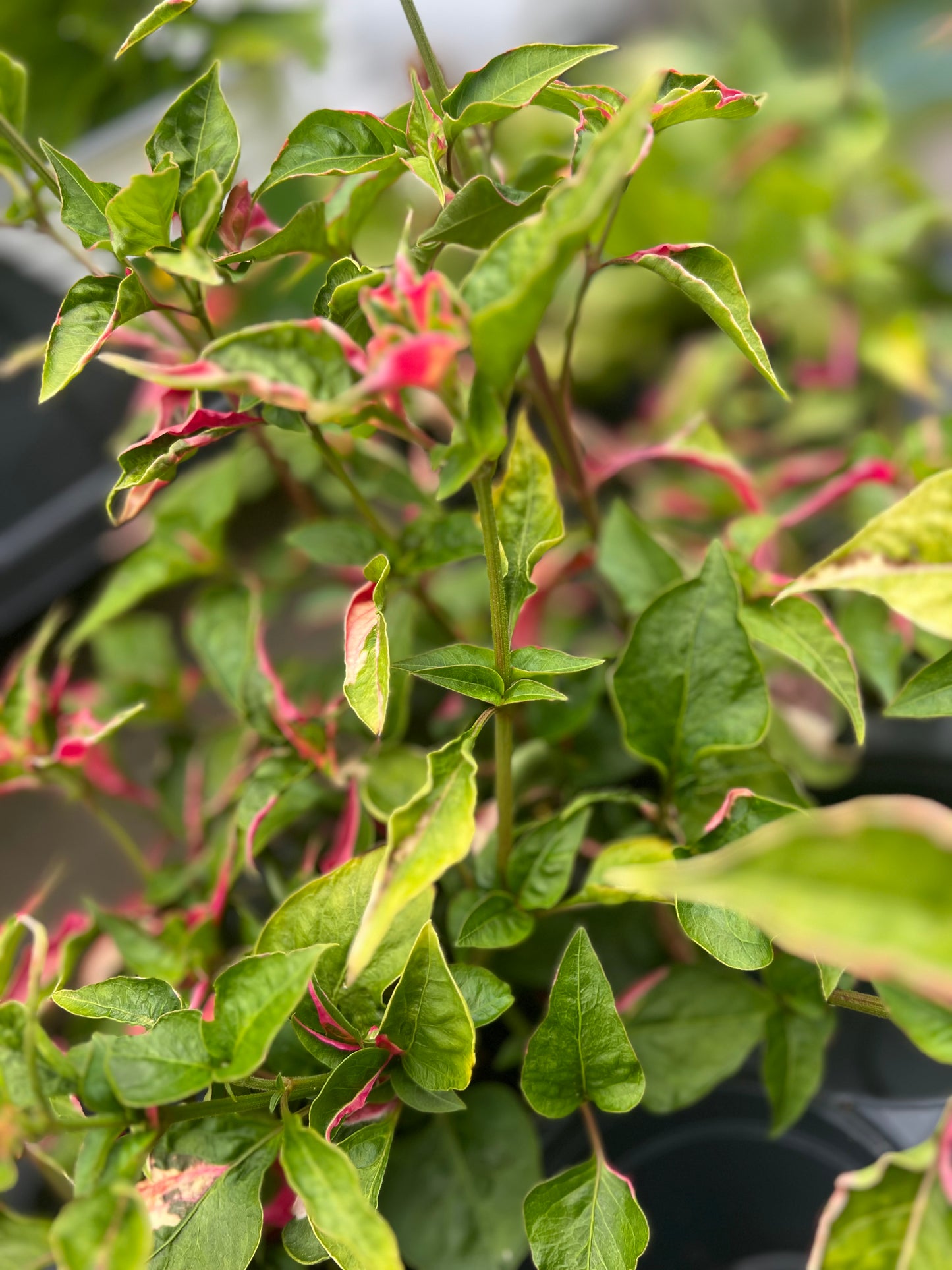 Alternanthera 'Party Time'