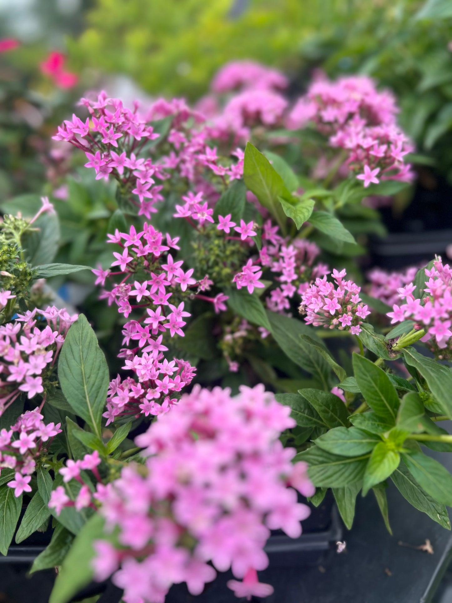 Pentas 'Lucky Star Lavender'