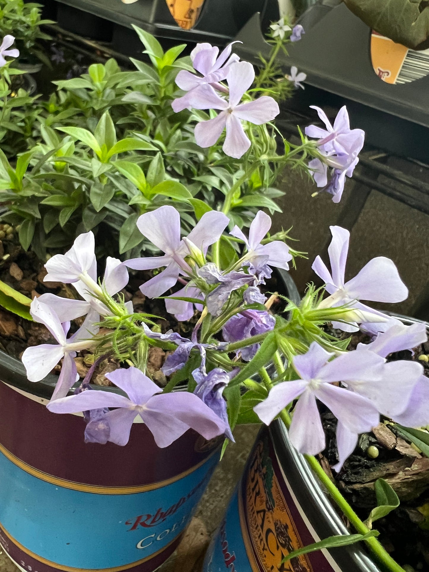 Louisiana Phlox