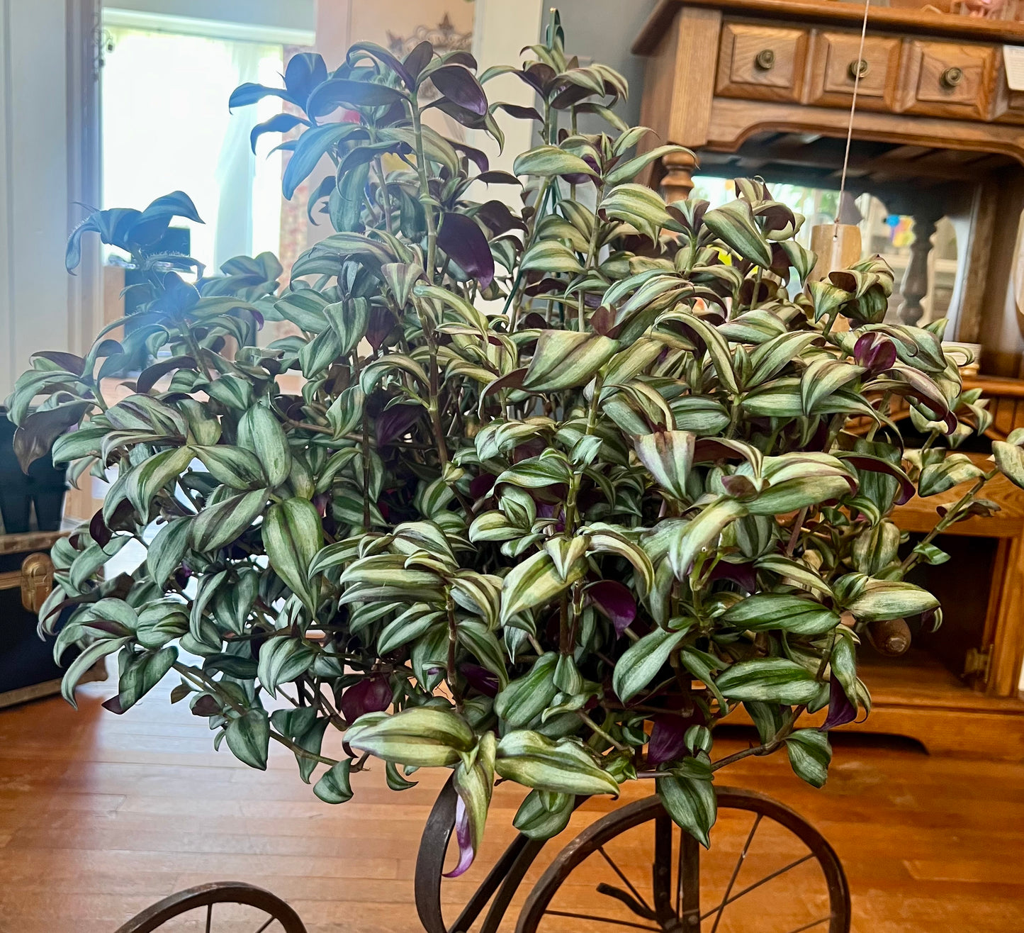 Tradescantia Zebrina "Wandering Jew"