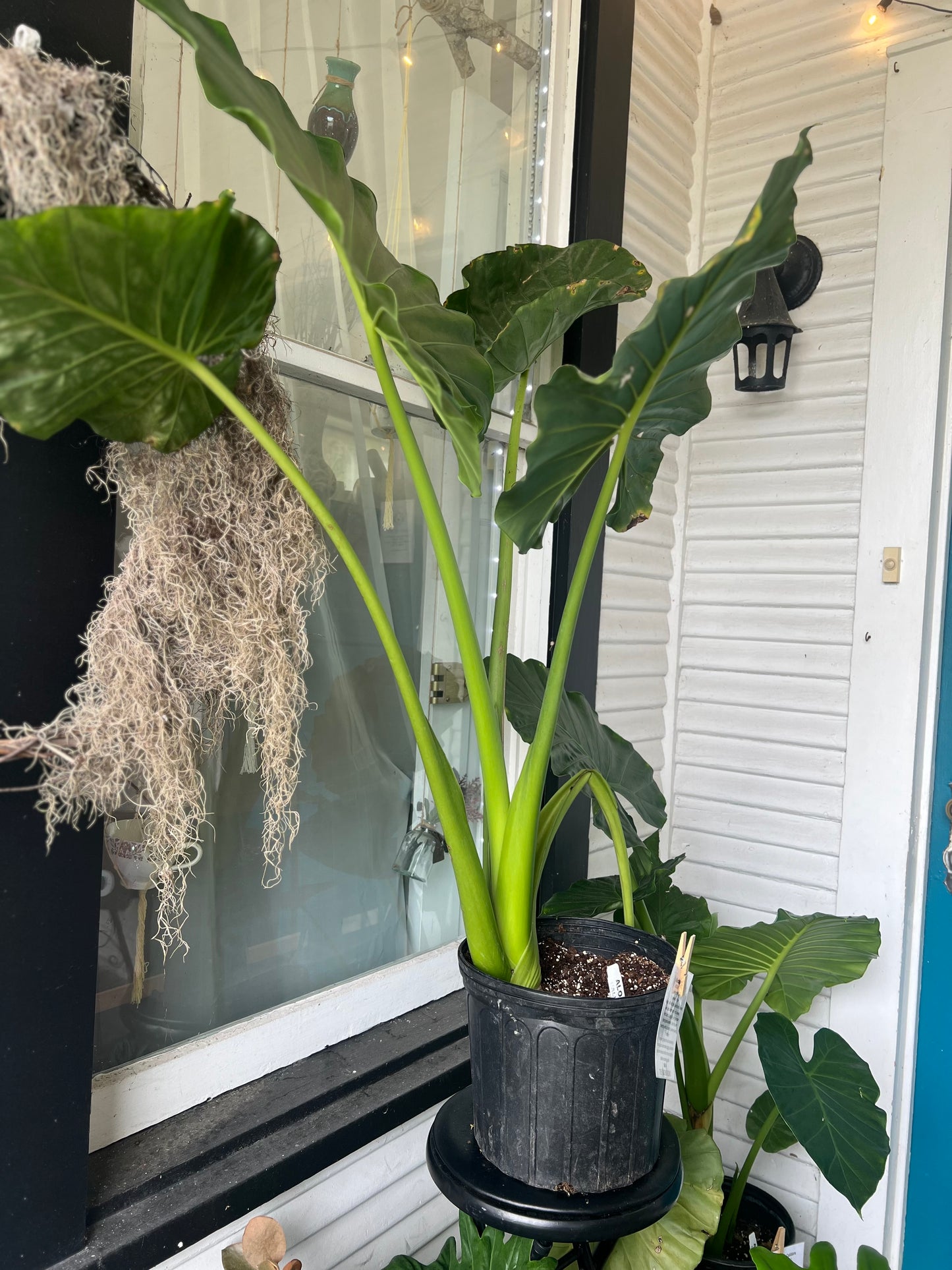 Alocasia Calidora