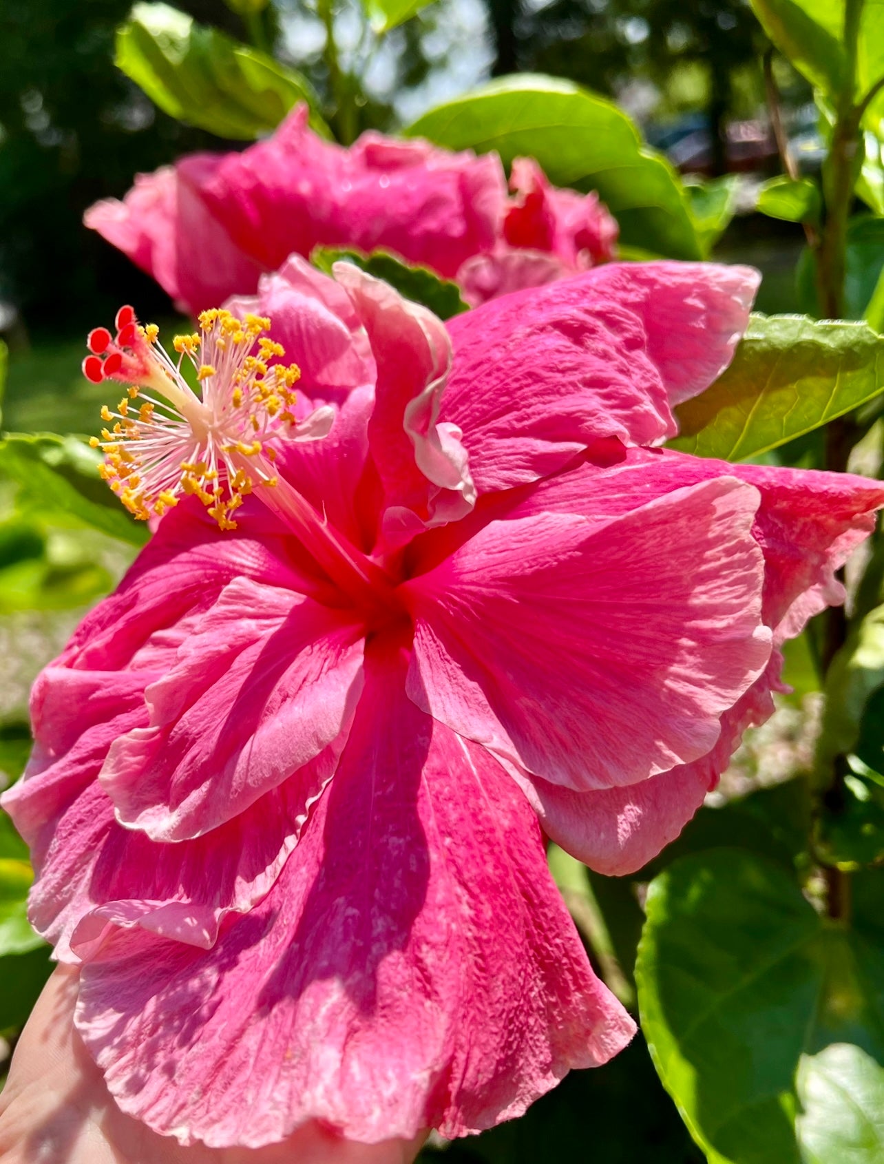 Hibiscus Bob’s Delight - Cajun Hibiscus