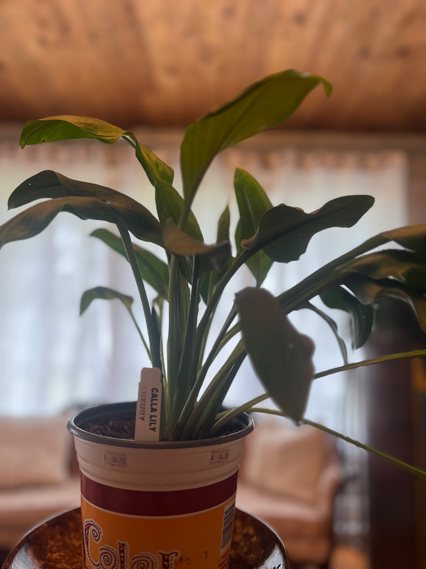 Calla Lily 'Luxury' (Zantedeschia spp.)
