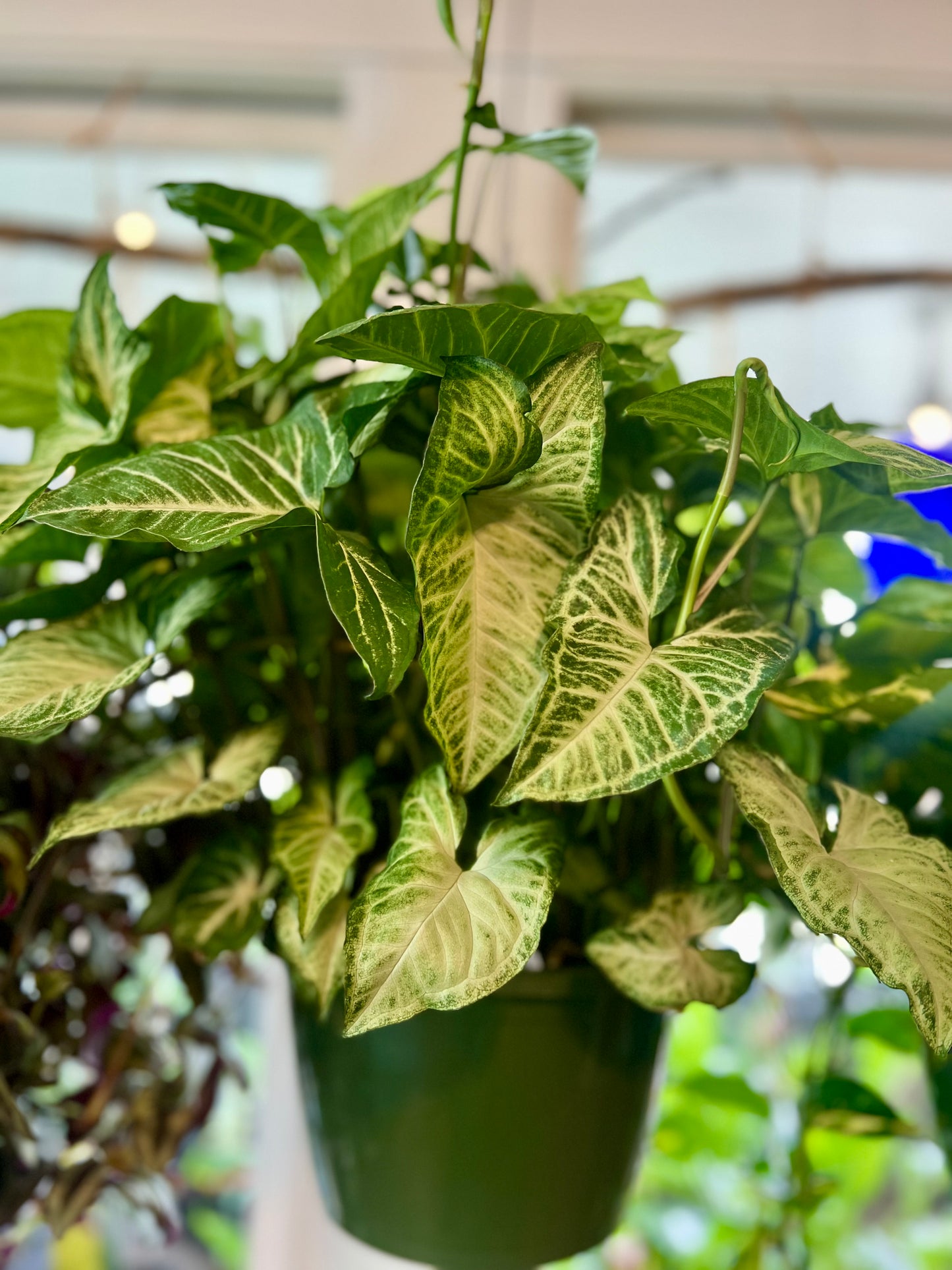 Syngonium "White Butterfly"