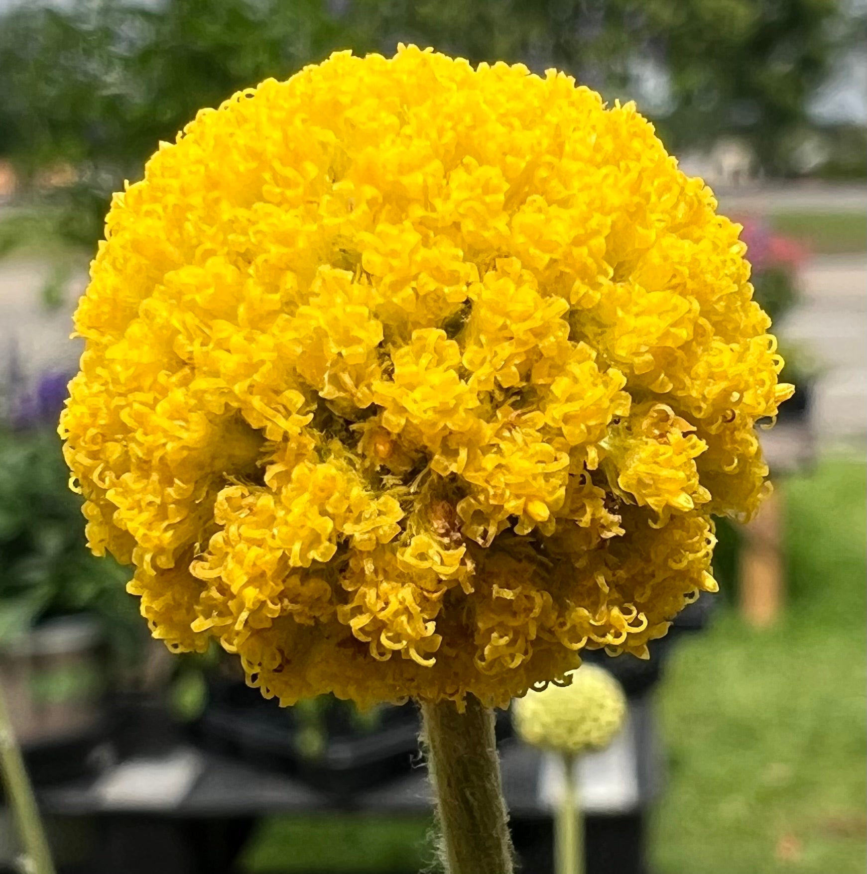 Craspedia globosa