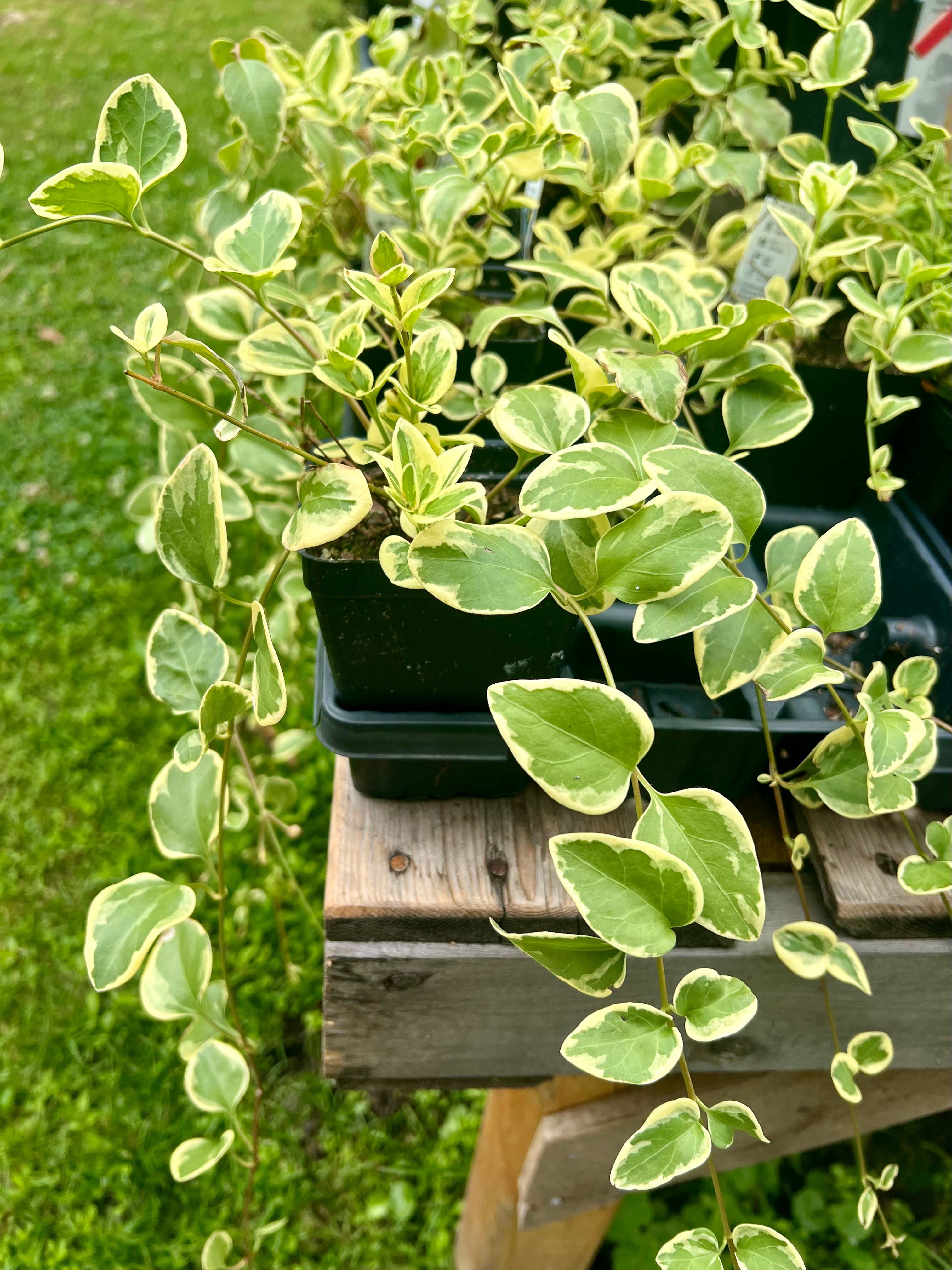 vinca vine indoor plant Vinca Major Variegata – The Boho Being, LLC