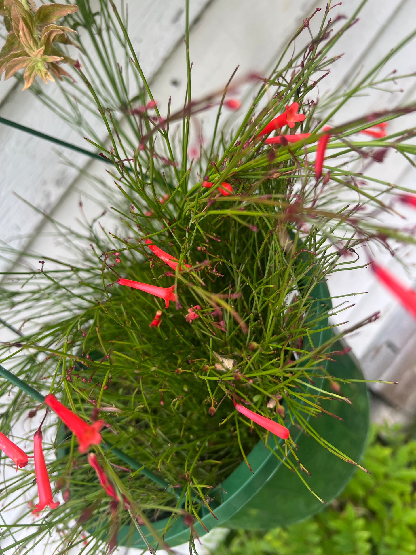 Russellia Dwarf Red