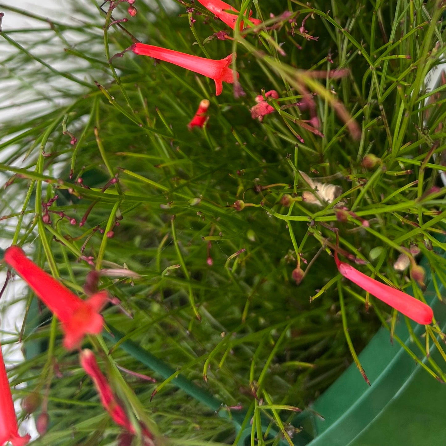Russellia Dwarf Red Firecracker Plant