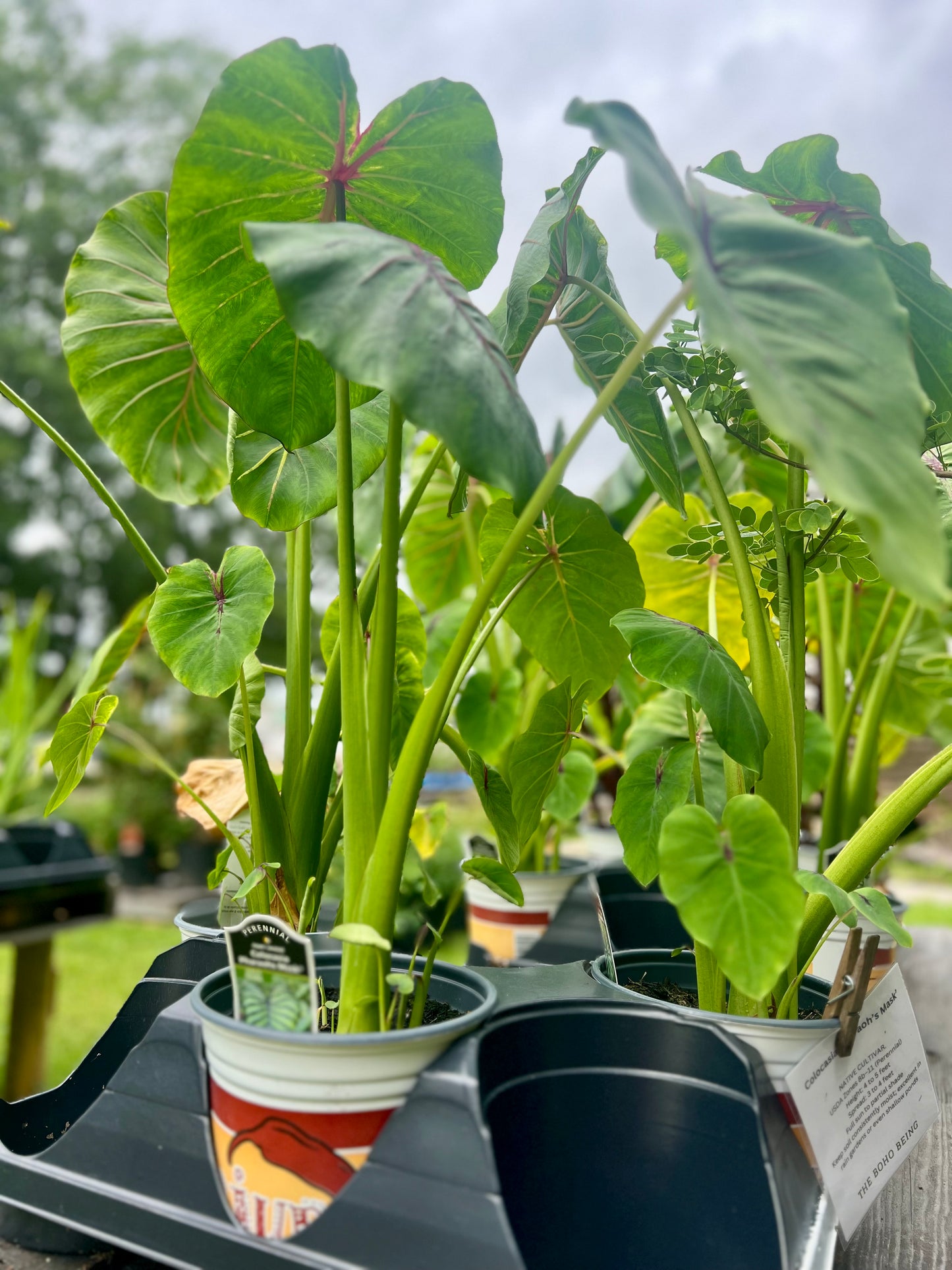 Colocasia Pharaoh's Mask