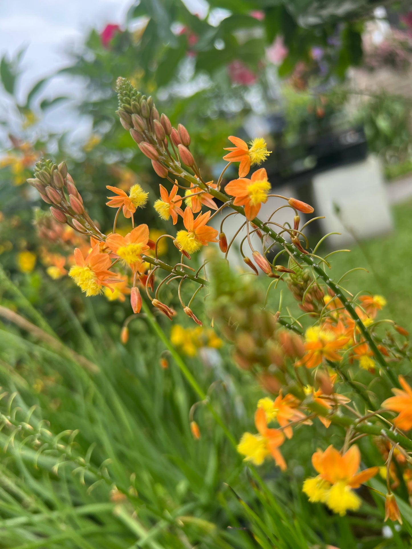 Bulbine Orange