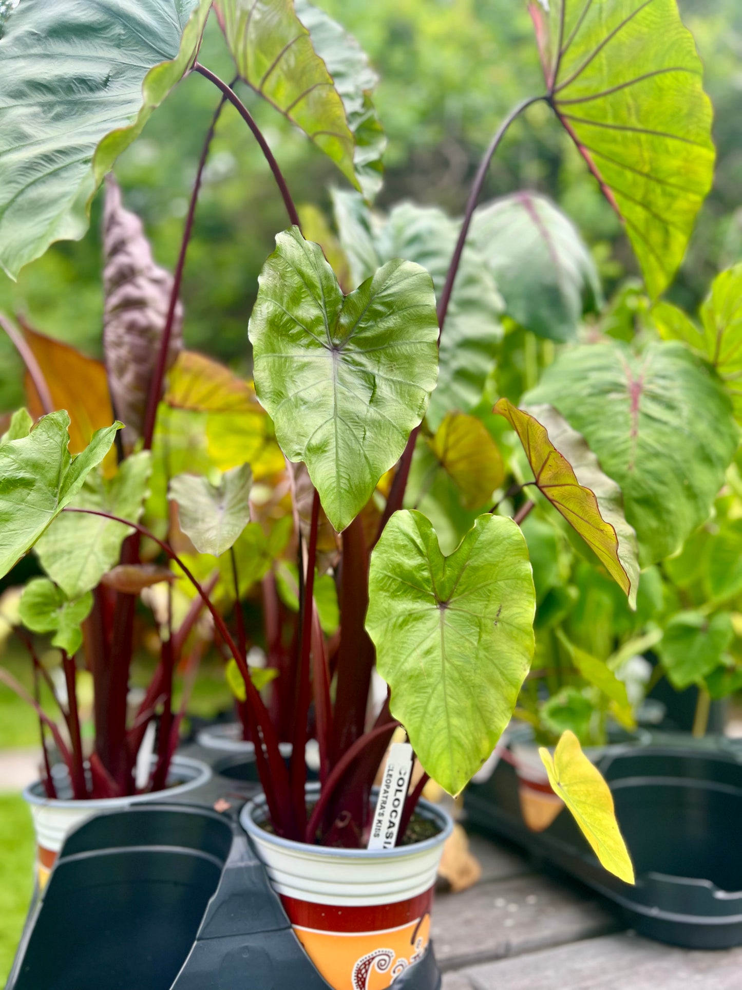 Colocasia Cleopatra's Kiss