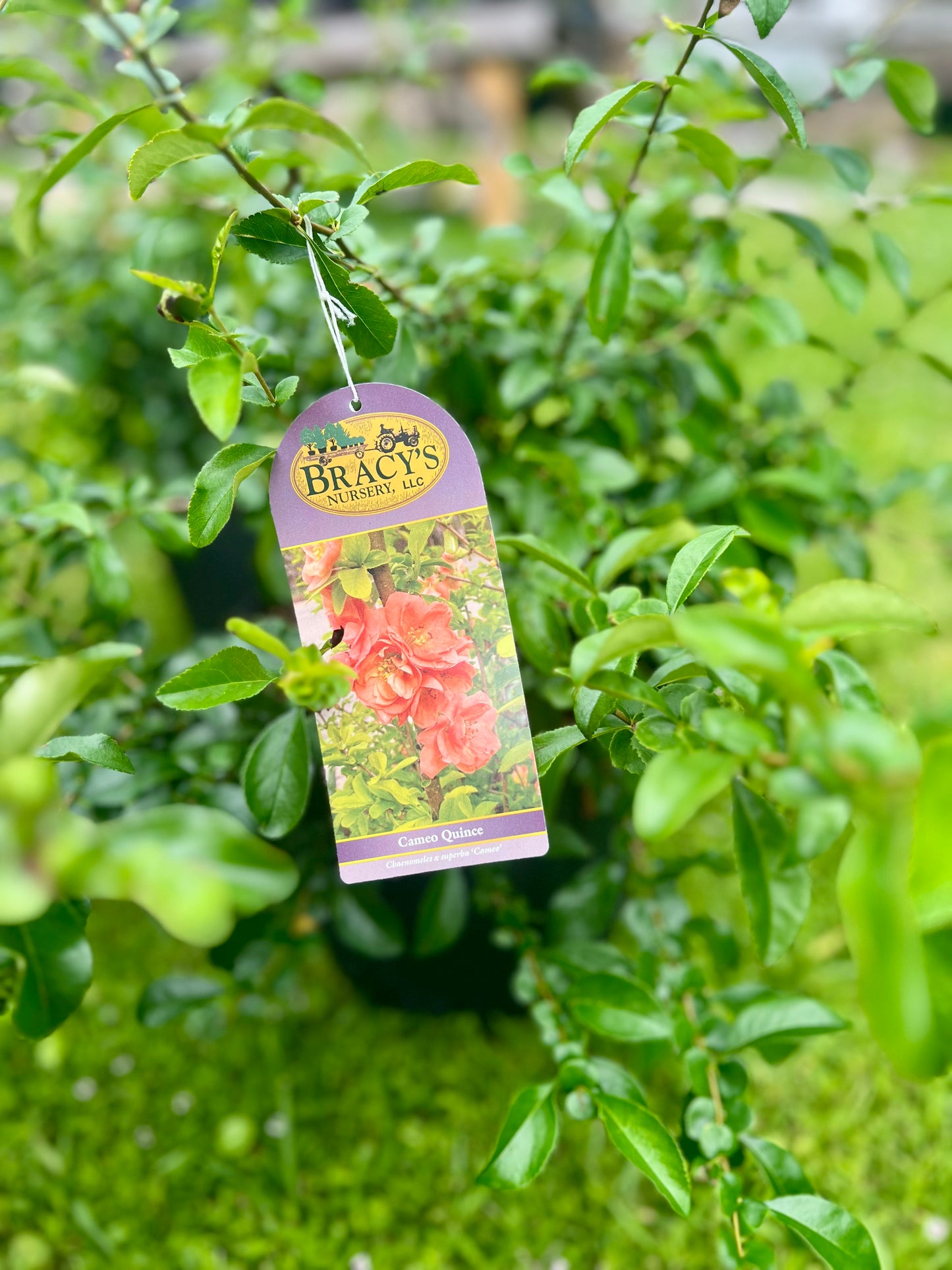 Quince Cameo