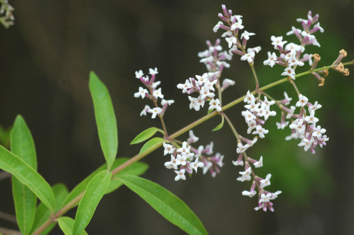 Lemon Verbena Dried Organic Herb