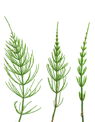 Horsetail Dried Organic Herb