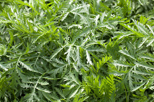 Mugwort Dried Organic Herb