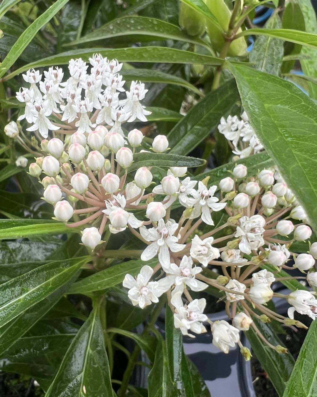 Asclepias variegata White Native Milkweed