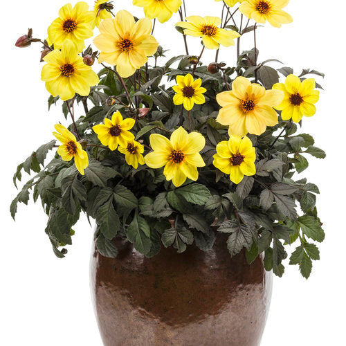 Dahlia 'Mystic Illusion'