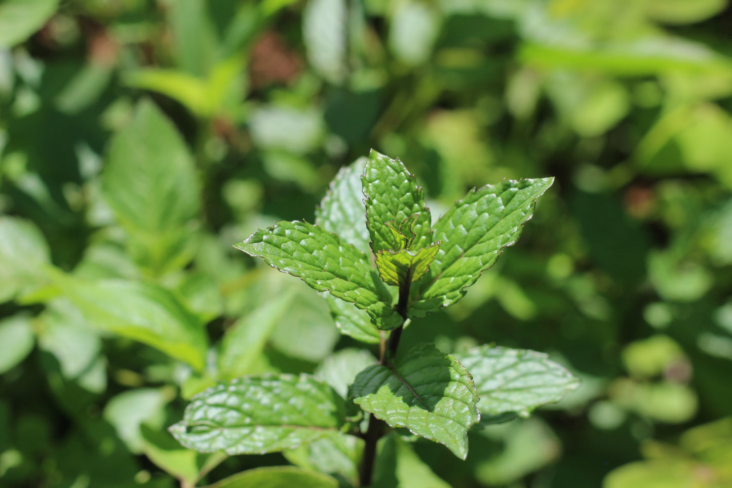 Peppermint Dried Organic Herb