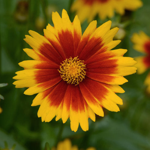 Coreopsis UpTick™ Gold and Bronze PP#28882