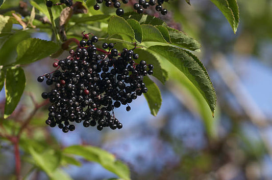 Elderberry - A Comprehensive Overview 