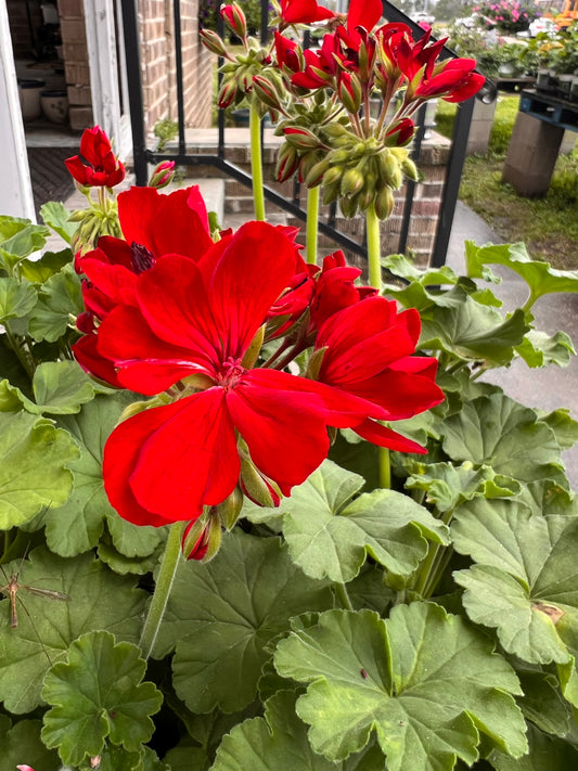 Geranium Plant Dynamo Dark Red