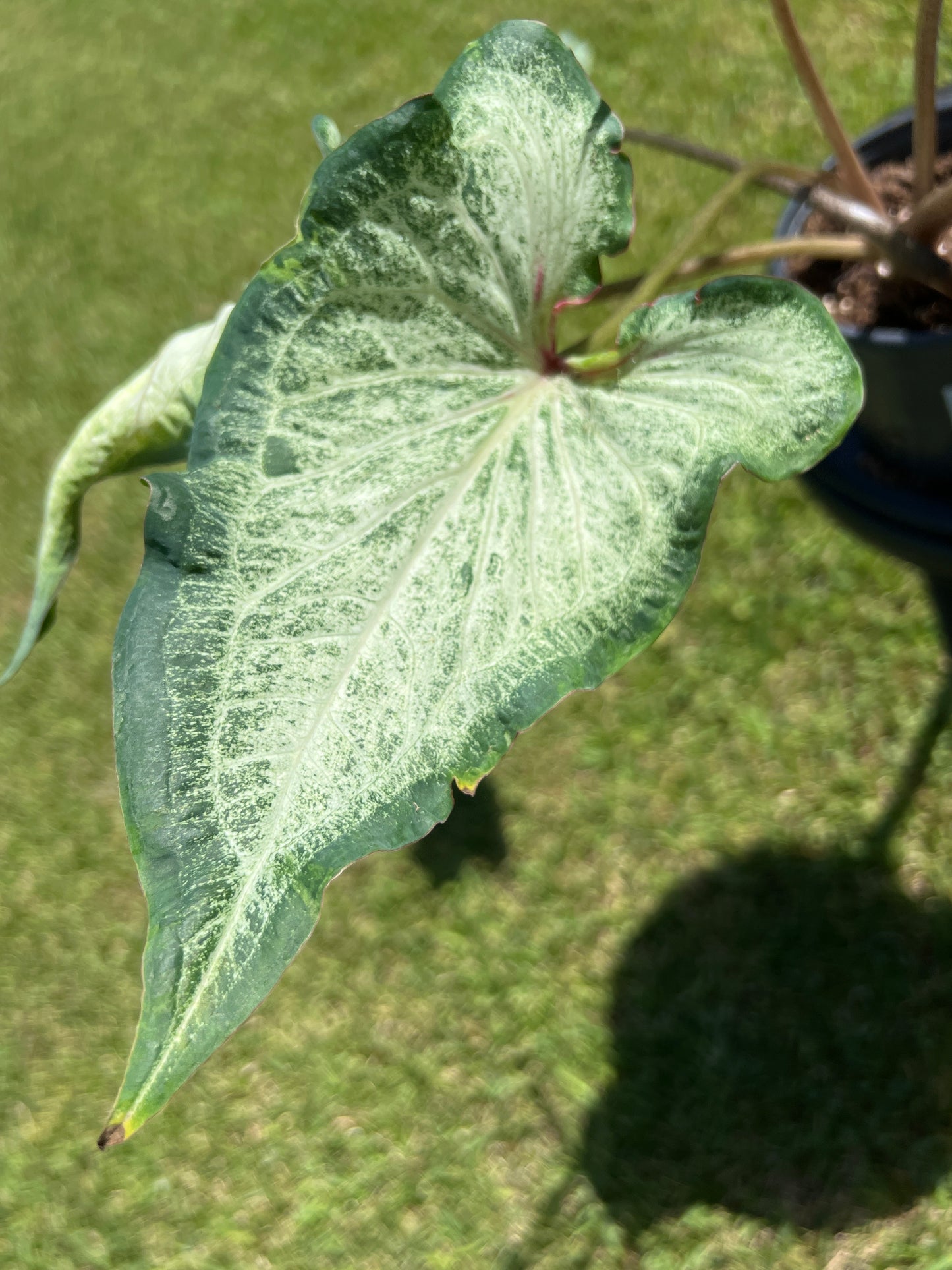 CALADIUM - Pearl Blush