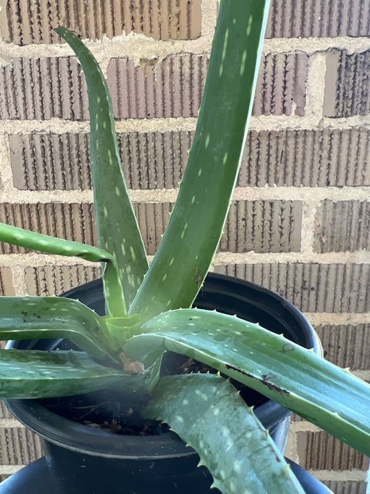 Aloe Maculata