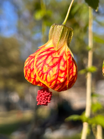 Abutilon Flowering Maple Red