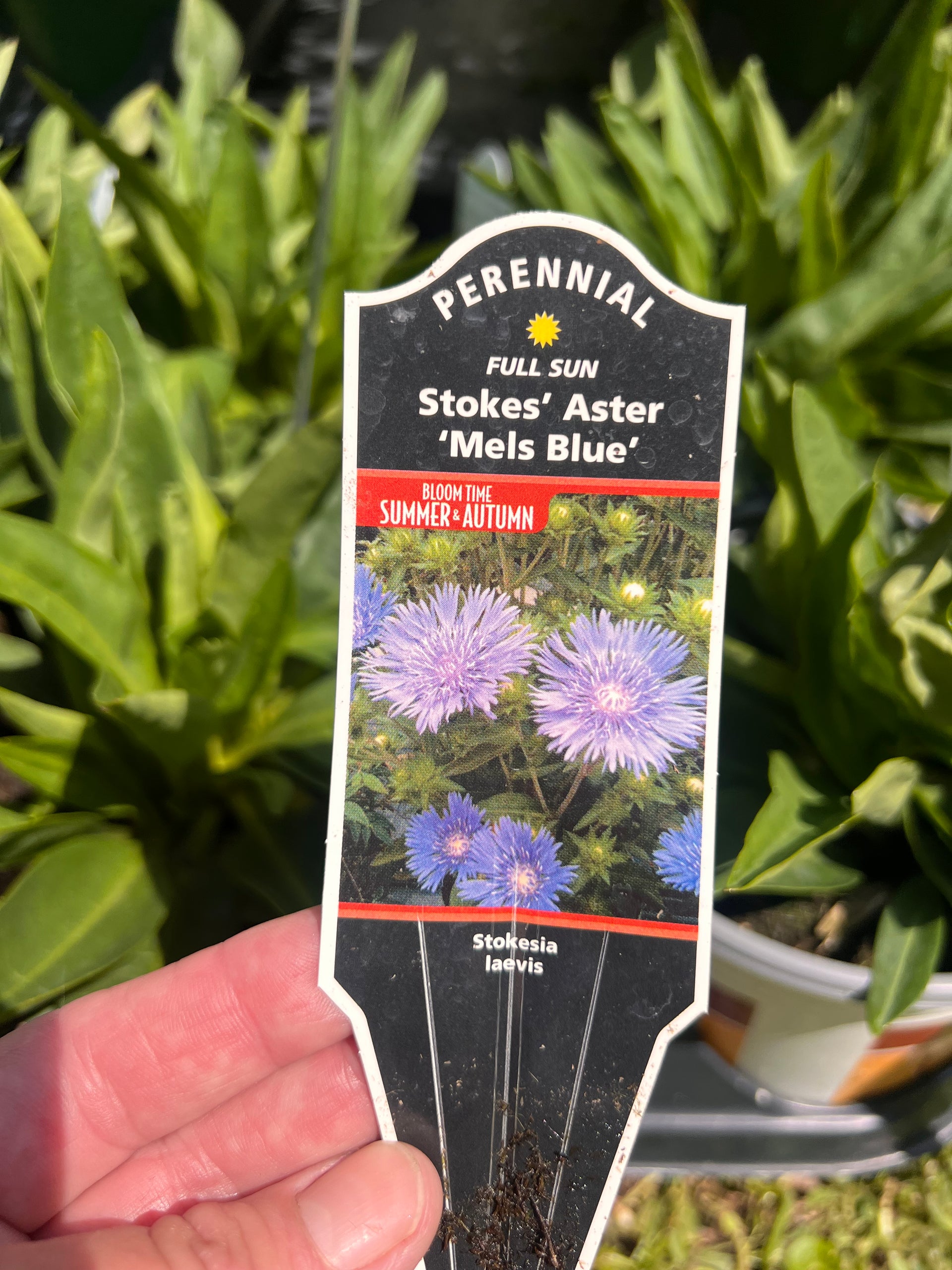 stokes flower seeds Stokesia laevis Mel's Blue Stokes' Aster
