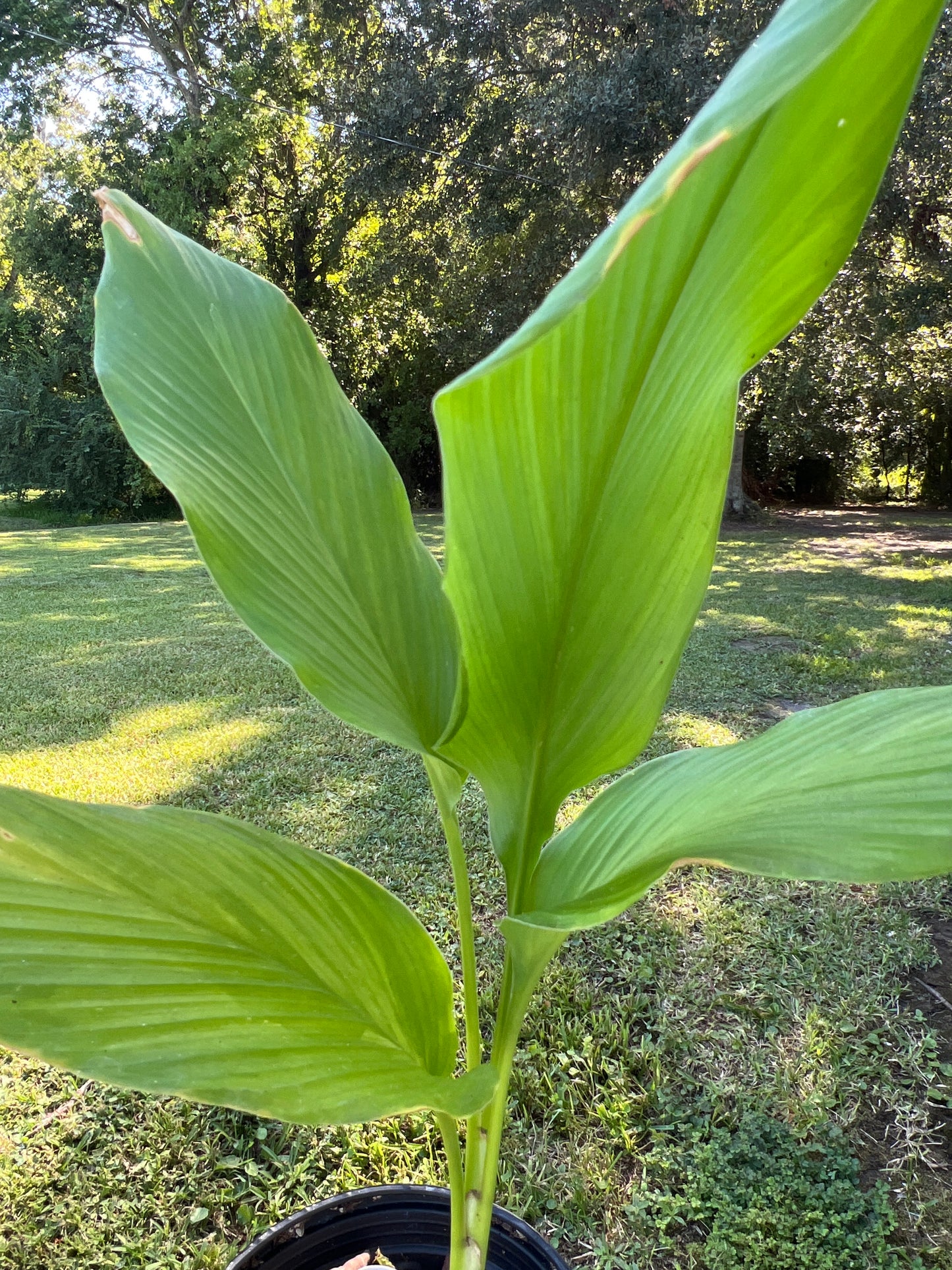 Curcuma spp.