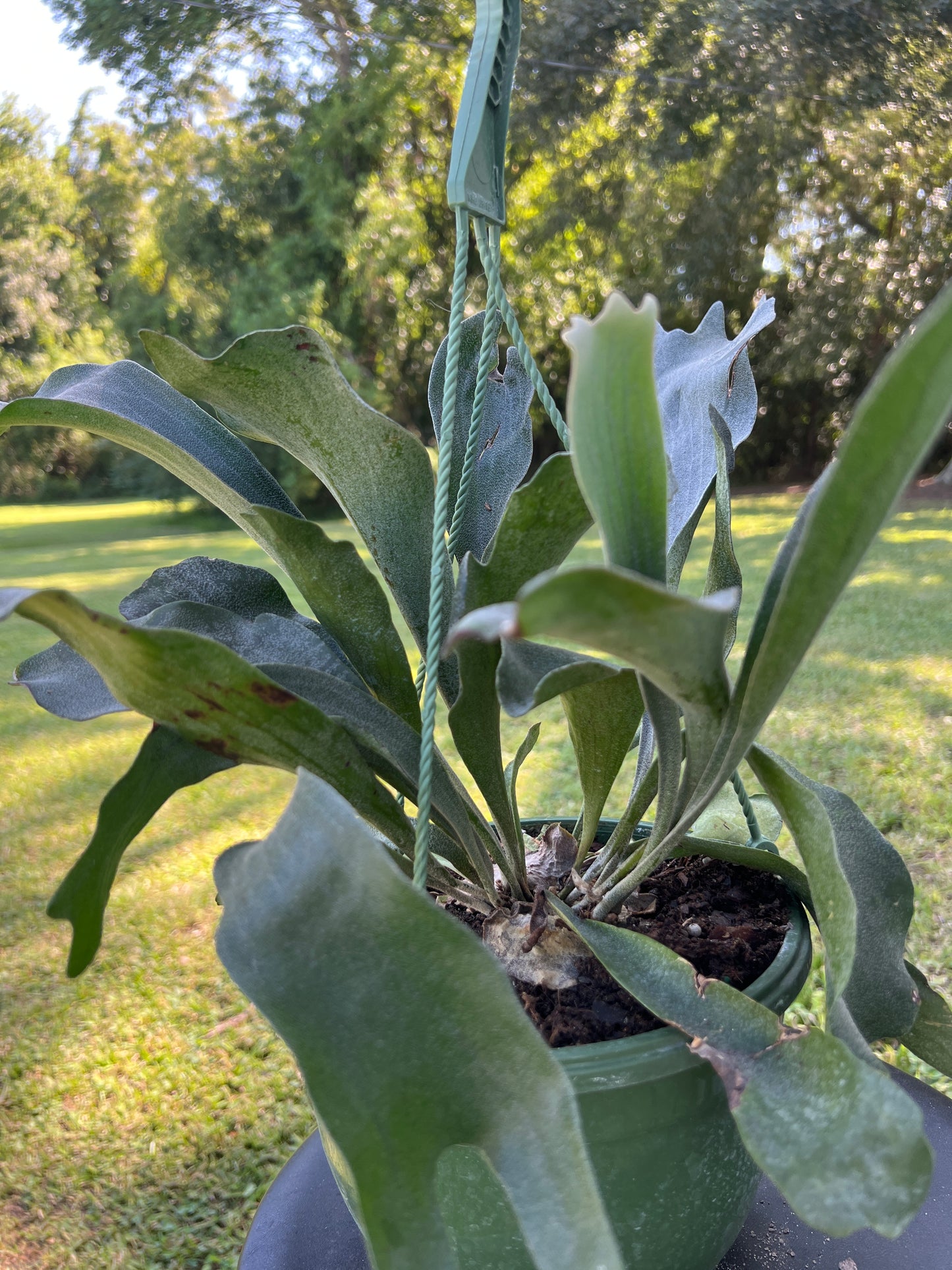 Staghorn Fern