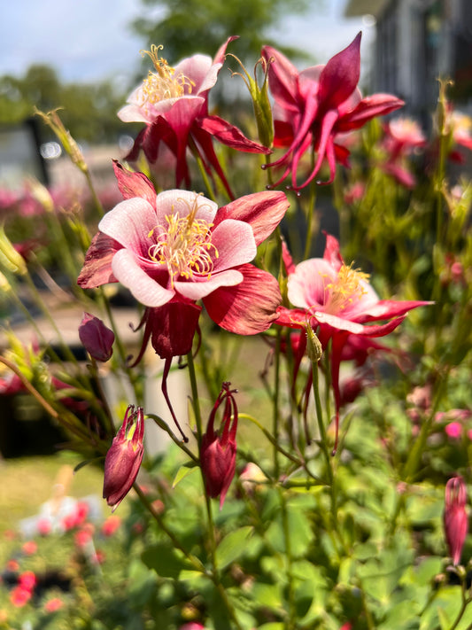 AQUILEGIA KIRIGAMI ROSE PINK COLUMBINE