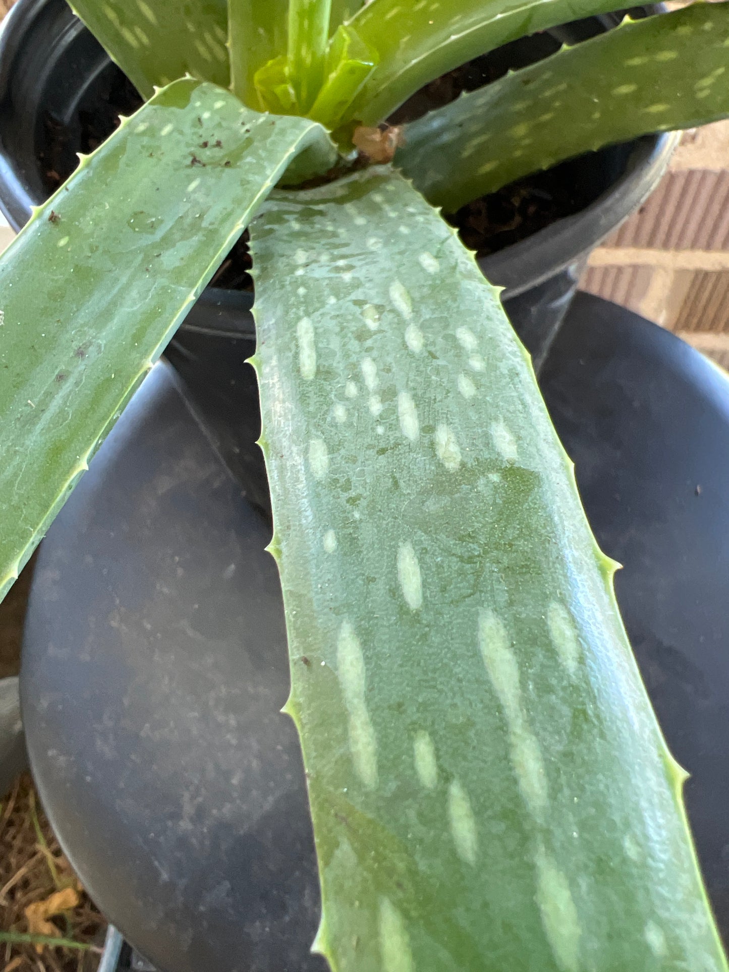 Aloe Maculata