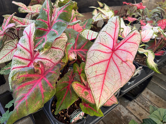 CALADIUM - Fannie Munson