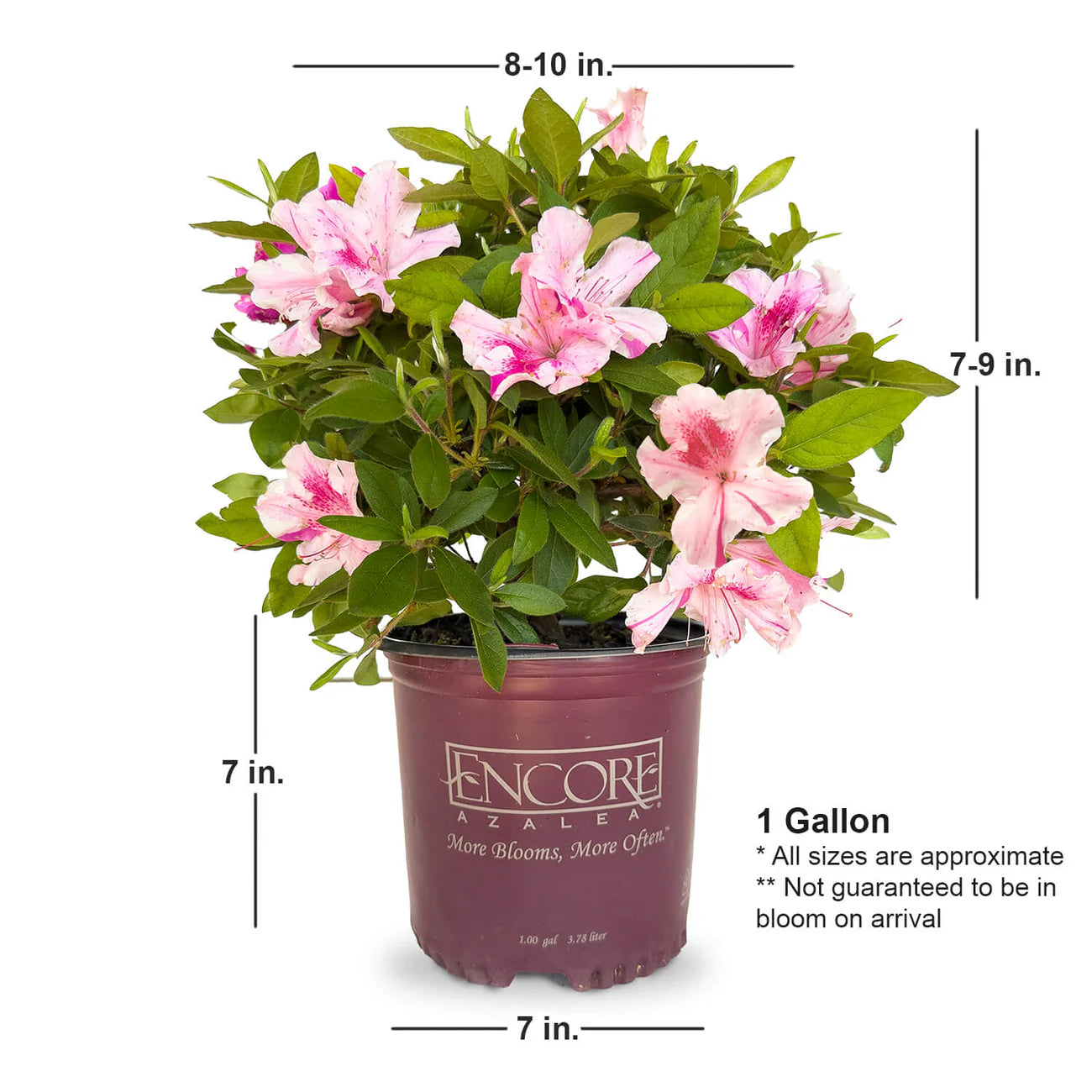 Azalea, Encore® Autumn Twist® PP# 12133