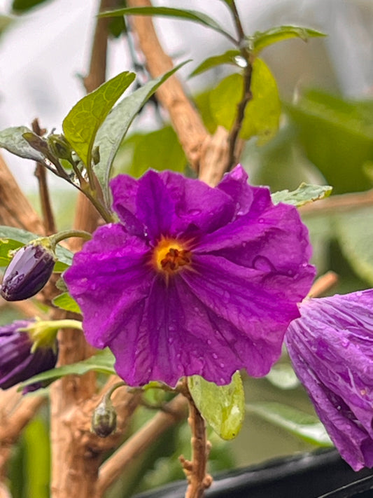 Lycianthes rantonnetii Blue Potato Bush