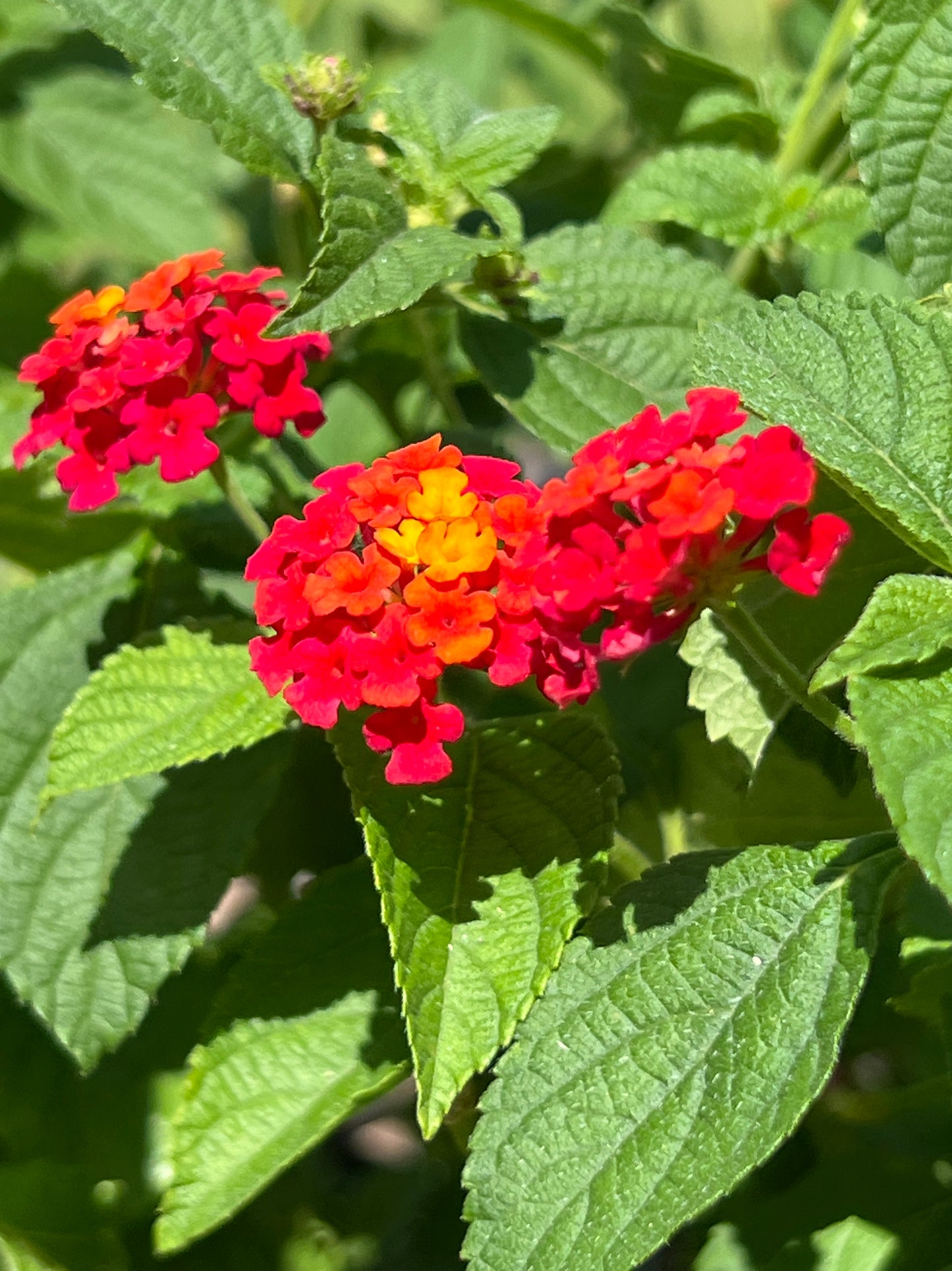 Lantana - Red