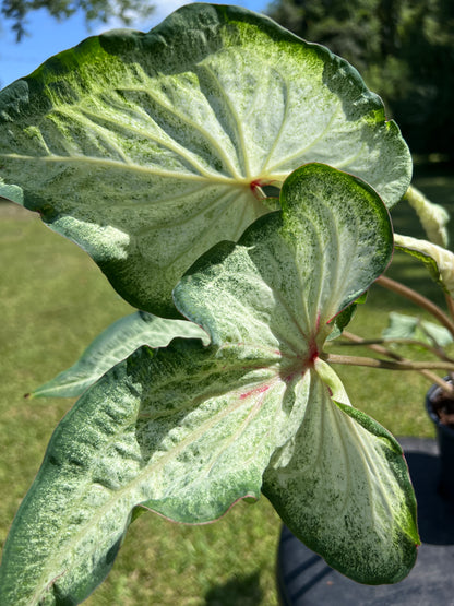 CALADIUM - Pearl Blush