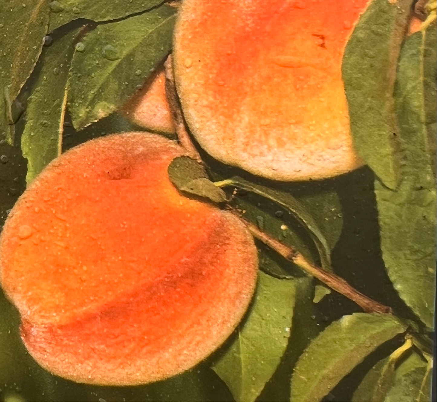 Peach, La Feliciana