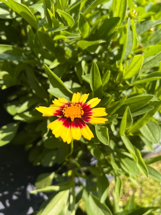 Coreopsis Uptick Yellow & Red